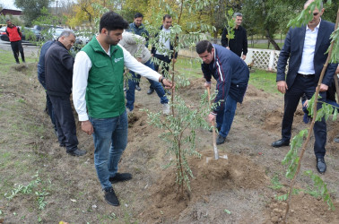 Saatlı rayonunda növbəti ağacəkmə aksiyası keçirilib