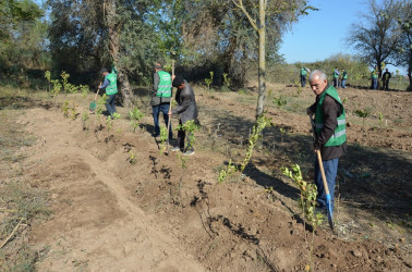 Saatlı rayonunda növbəti ağacəkmə aksiyası keçirilib