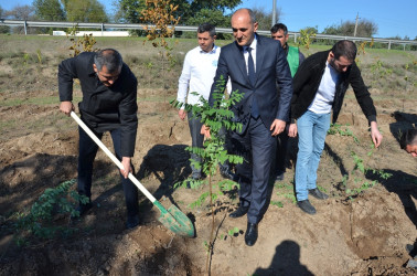 Saatlı rayonunda növbəti ağacəkmə aksiyası keçirilib