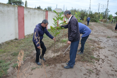 Saatlı rayonunda “Yaşıl dünya naminə həmrəylik ili” çərçivəsində  ağacəkmə aksiyasına start verilmişdir