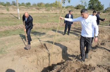 Saatlı rayonunda “Konstitusiya və Suverenlik İli” çərçivəsində növbəti ağacəkmə aksiyası keçirilib