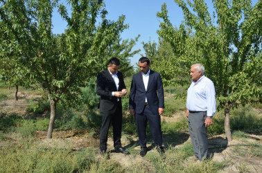 Saatlıda kənd təsərrüfatının və emal sahələrinin inkişafı üzrə layihələrə baxış keçirilib, Dövlət Proqramından irəli gələn məsələlər müzakirə olunub