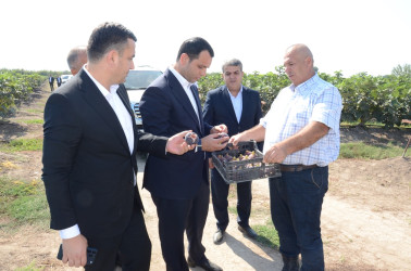 Saatlıda kənd təsərrüfatının və emal sahələrinin inkişafı üzrə layihələrə baxış keçirilib, Dövlət Proqramından irəli gələn məsələlər müzakirə olunub
