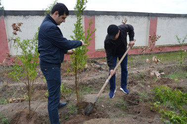 Saatlı rayonunda “Yaşıl dünya naminə həmrəylik ili” çərçivəsində  ağacəkmə aksiyasına start verilmişdir