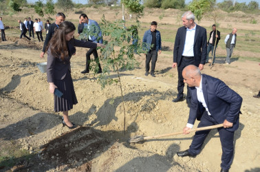 Saatlı rayonunda “Konstitusiya və Suverenlik İli” çərçivəsində növbəti ağacəkmə aksiyası keçirilib