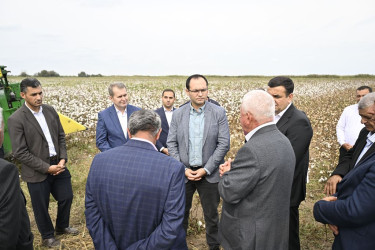 Nazir Məcnun Məmmədov Saatlıda pambıq yığımı prosesində iştirak edib, fermerlərlə görüşüb