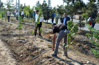 Saatlı rayonunda "27 sentyabr - Anım Günü" ilə əlaqədar ağacəkmə aksiyası keçirildi