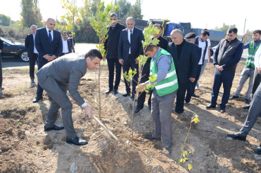 Saatlı rayonunda növbəti ağacəkmə aksiyası keçirilib