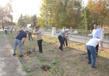 27 Sentyabr – Anım Günü ilə əlaqədar Saatlı rayonunda ağacəkmə aksiyası keçirilib