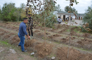 Saatlı rayonunda “Yaşıl dünya naminə həmrəylik ili” çərçivəsində  ağacəkmə aksiyasına start verilmişdir