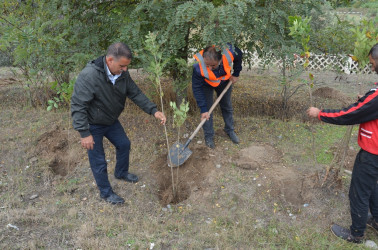 Saatlı rayonunda “Yaşıl dünya naminə həmrəylik ili” çərçivəsində  ağacəkmə aksiyasına start verilmişdir