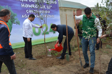 Saatlı rayonunda növbəti ağacəkmə aksiyası keçirilib