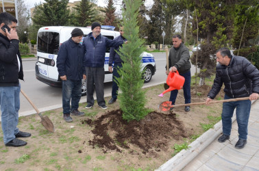 Saatlı rayonunda “Şəhərsalma və Memarlıq İli” ilə əlaqədar ağacəkmə aksiyası keçirilib.