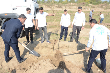 Saatlı rayonunda “Konstitusiya və Suverenlik İli” çərçivəsində növbəti ağacəkmə aksiyası keçirilib