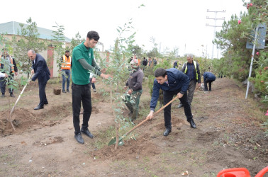 Saatlı rayonunda növbəti ağacəkmə aksiyası keçirilib