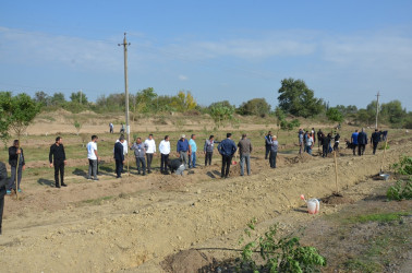 Saatlı rayonunda “Konstitusiya və Suverenlik İli” çərçivəsində növbəti ağacəkmə aksiyası keçirilib