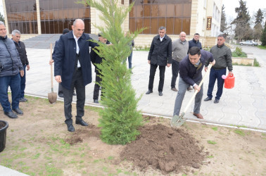 Saatlı rayonunda “Şəhərsalma və Memarlıq İli” ilə əlaqədar ağacəkmə aksiyası keçirilib.