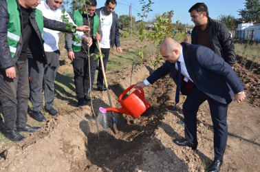 Saatlı rayonunda növbəti ağacəkmə aksiyası keçirilib