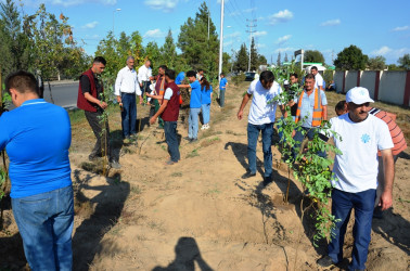 Saatlı rayonunda "27 sentyabr - Anım Günü" ilə əlaqədar ağacəkmə aksiyası keçirildi