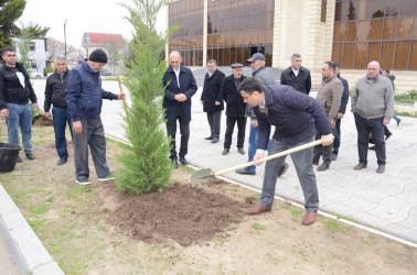 Saatlı rayonunda “Şəhərsalma və Memarlıq İli” ilə əlaqədar ağacəkmə aksiyası keçirilib.