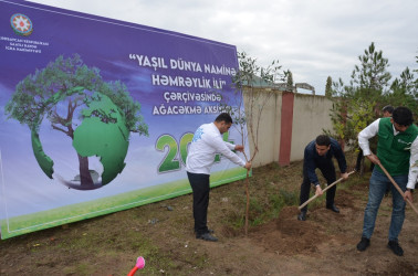 Saatlı rayonunda növbəti ağacəkmə aksiyası keçirilib