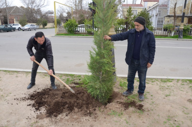 Saatlı rayonunda “Şəhərsalma və Memarlıq İli” ilə əlaqədar ağacəkmə aksiyası keçirilib.