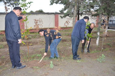 Saatlı rayonunda “Yaşıl dünya naminə həmrəylik ili” çərçivəsində  ağacəkmə aksiyasına start verilmişdir