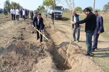 Saatlı rayonunda “Konstitusiya və Suverenlik İli” çərçivəsində növbəti ağacəkmə aksiyası keçirilib