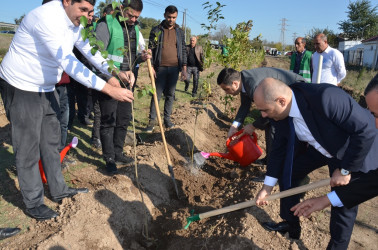 Saatlı rayonunda növbəti ağacəkmə aksiyası keçirilib