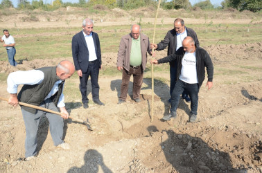 Saatlı rayonunda “Konstitusiya və Suverenlik İli” çərçivəsində növbəti ağacəkmə aksiyası keçirilib