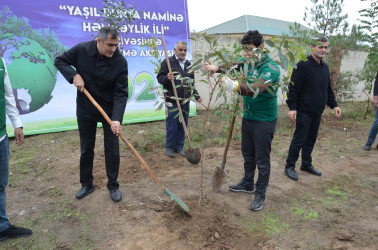 Saatlı rayonunda növbəti ağacəkmə aksiyası keçirilib