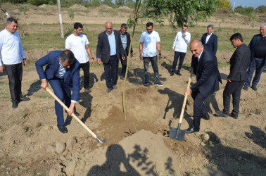 Saatlı rayonunda “Konstitusiya və Suverenlik İli” çərçivəsində növbəti ağacəkmə aksiyası keçirilib