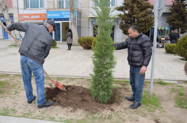 Saatlı rayonunda “Şəhərsalma və Memarlıq İli” ilə əlaqədar ağacəkmə aksiyası keçirilib.