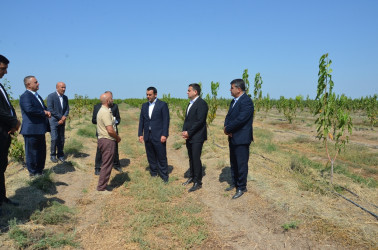 Saatlıda kənd təsərrüfatının və emal sahələrinin inkişafı üzrə layihələrə baxış keçirilib, Dövlət Proqramından irəli gələn məsələlər müzakirə olunub