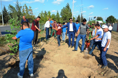 Saatlı rayonunda "27 sentyabr - Anım Günü" ilə əlaqədar ağacəkmə aksiyası keçirildi