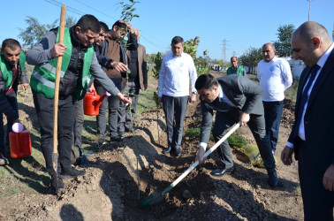 Saatlı rayonunda növbəti ağacəkmə aksiyası keçirilib