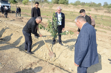Saatlı rayonunda “Konstitusiya və Suverenlik İli” çərçivəsində növbəti ağacəkmə aksiyası keçirilib