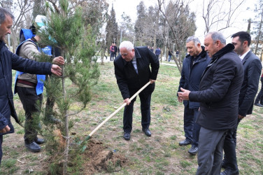 “Heydər Əliyev ili” çərçivəsində Saatlı rayonunda ağacəkmə aksiyası keçirildi