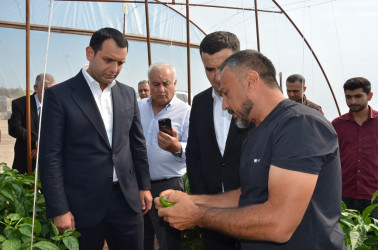 Saatlıda kənd təsərrüfatının və emal sahələrinin inkişafı üzrə layihələrə baxış keçirilib, Dövlət Proqramından irəli gələn məsələlər müzakirə olunub