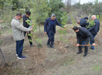 Saatlı rayonunda “Yaşıl dünya naminə həmrəylik ili” çərçivəsində  ağacəkmə aksiyasına start verilmişdir