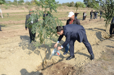 Saatlı rayonunda “Konstitusiya və Suverenlik İli” çərçivəsində növbəti ağacəkmə aksiyası keçirilib