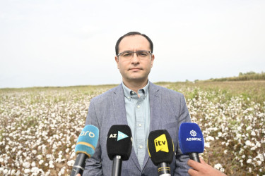 Nazir Məcnun Məmmədov Saatlıda pambıq yığımı prosesində iştirak edib, fermerlərlə görüşüb